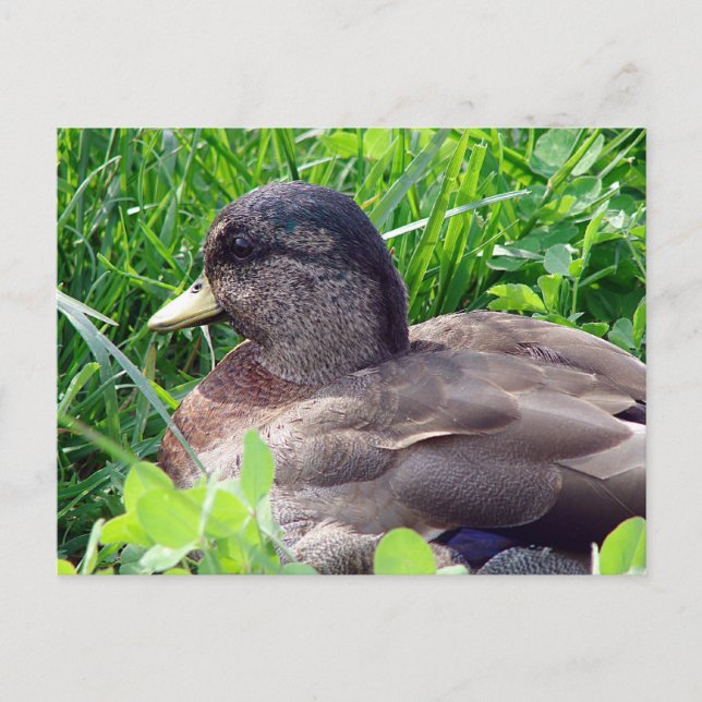 Cartão Postal Chame Duck Drake (Frente)