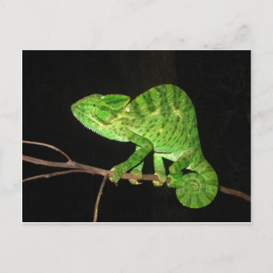 Cartão Postal Chameleão (Chamaeleo zeylanicus)