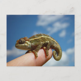 Cartão Postal Chameleon