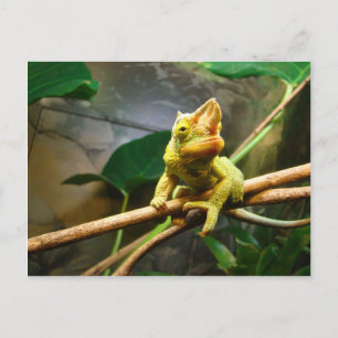 Cartão Postal Chameleon