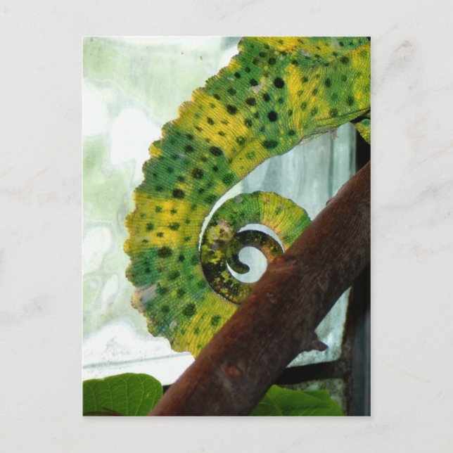 Cartão Postal Chameleon Tail (Frente)