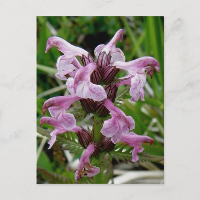 Cartão Postal Chamisso Lousewort, Ilha de Unalaska (Frente)