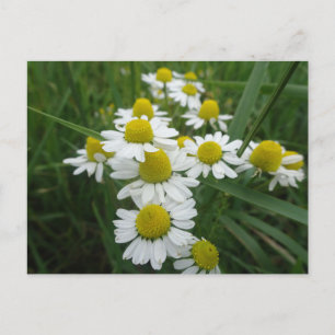 Cartão Postal Chamomile Flowers Close DY Postcard