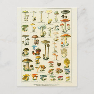 Cartão Postal Champignons dangeureux ilustrado