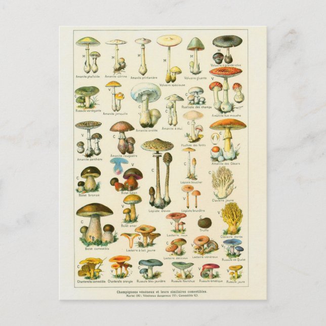 Cartão Postal Champignons dangeureux ilustrado (Frente)