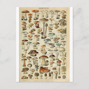 Cartão Postal Champignons do dicionário de ilustração