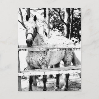 Cartão Postal Chance