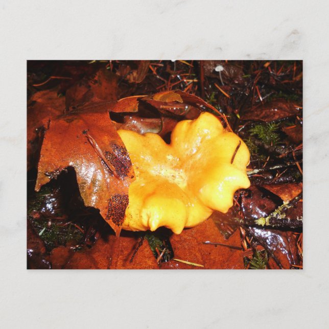 Cartão Postal Chanterelle Mushroom No Cartão-Postal Da Chuva (Frente)