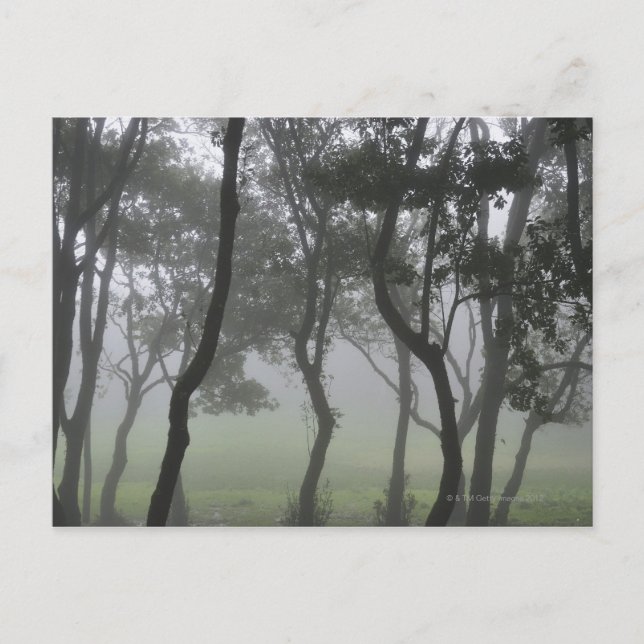 Cartão Postal Chao dos Louros, Madeira, Portugal (Frente)