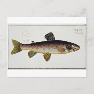Cartão Postal Chapa de Truta Castanha (Salmo Iasustris), placa X