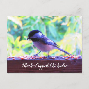 Cartão Postal Chapim-de-cabeça-preta Aves Empoleiradas Canadá