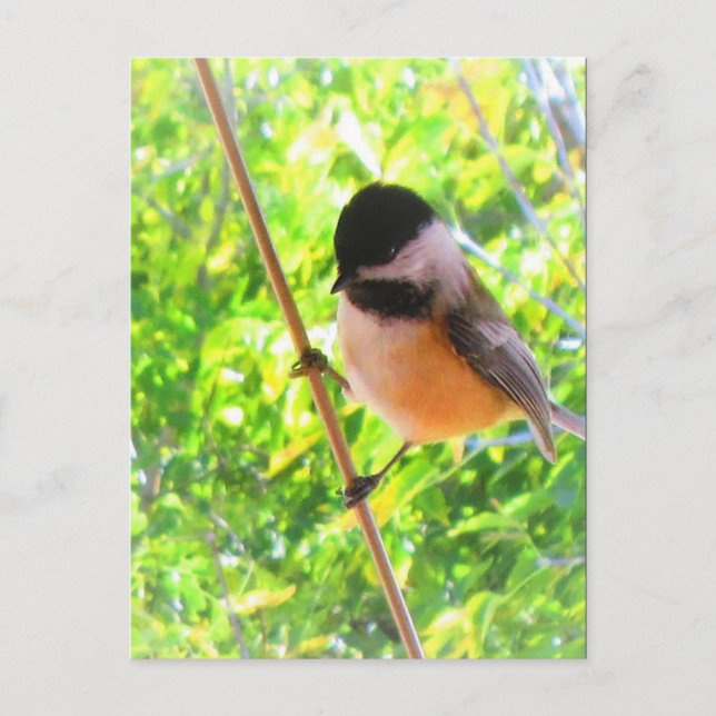 Cartão Postal Chapim-de-cabeça-preta Pássaro Cantor Bonito e Ale (Frente)