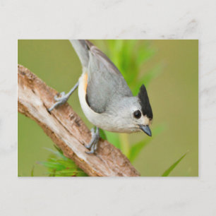 Cartão Postal Chapim-de-crista-preta