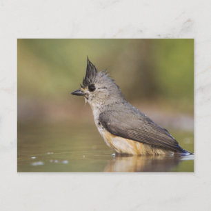 Cartão Postal Chapim-de-crista-preta, Baeolophus