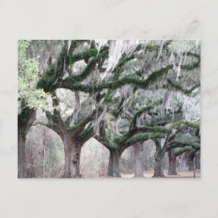 Cartão Postal Charleston Oaks