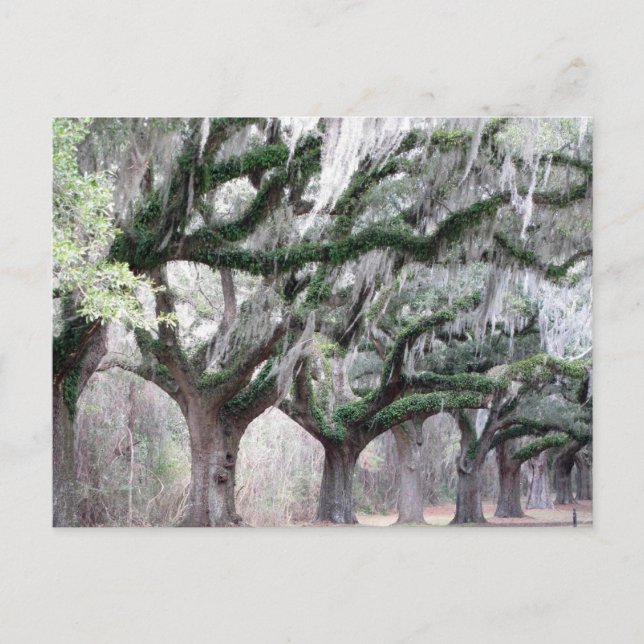 Cartão Postal Charleston Oaks (Frente)