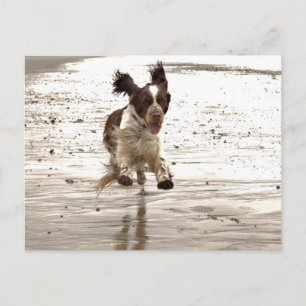 Cartão Postal Charlie The Springer