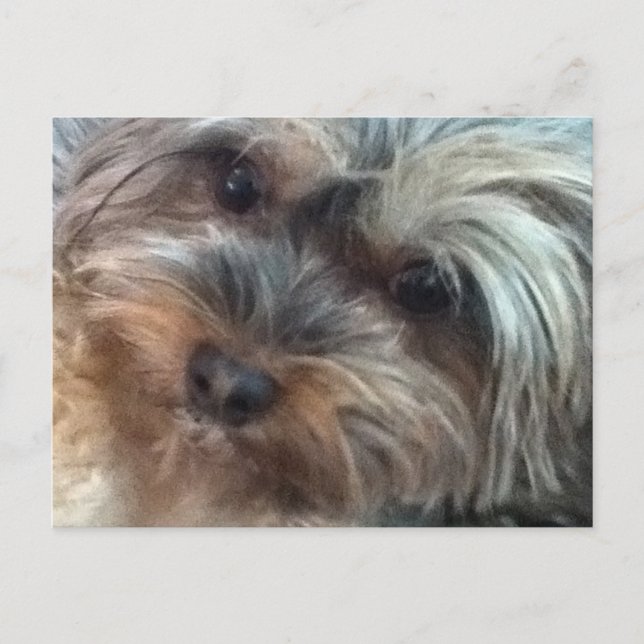 Cartão Postal Charlotte, o Cartaz do Cachorro (Frente)