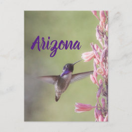 Cartão Postal Charming o Hummingbird de Costa, Cartão-postal de