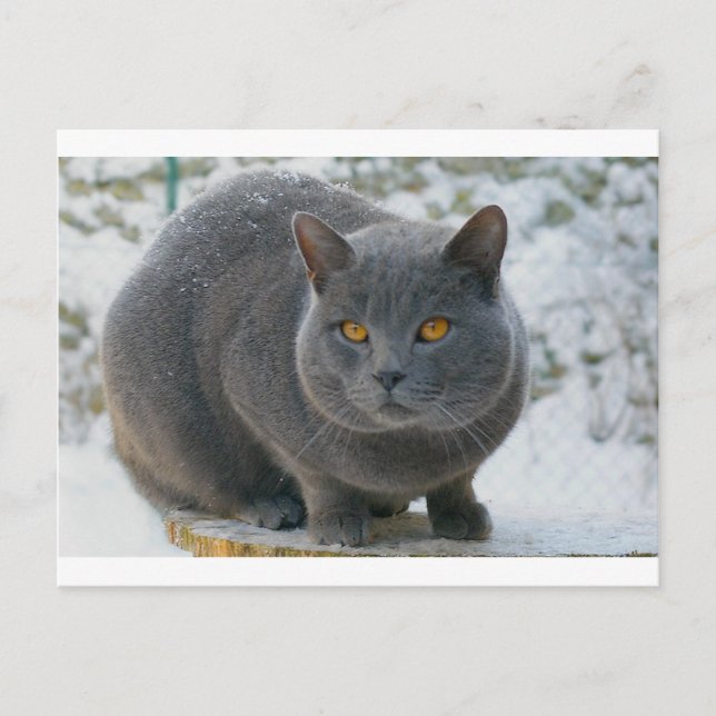 Cartão Postal Chartreu na neve (Frente)