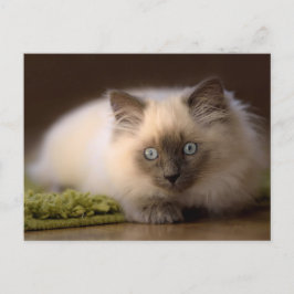 Cartão Postal Chasing the mouse postcard