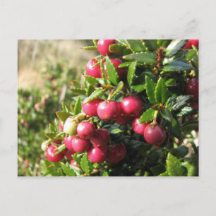 Cartão Postal Chaura, Isla Navarino, Chile