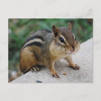 Cartão Postal Cheeks de Chipmunk