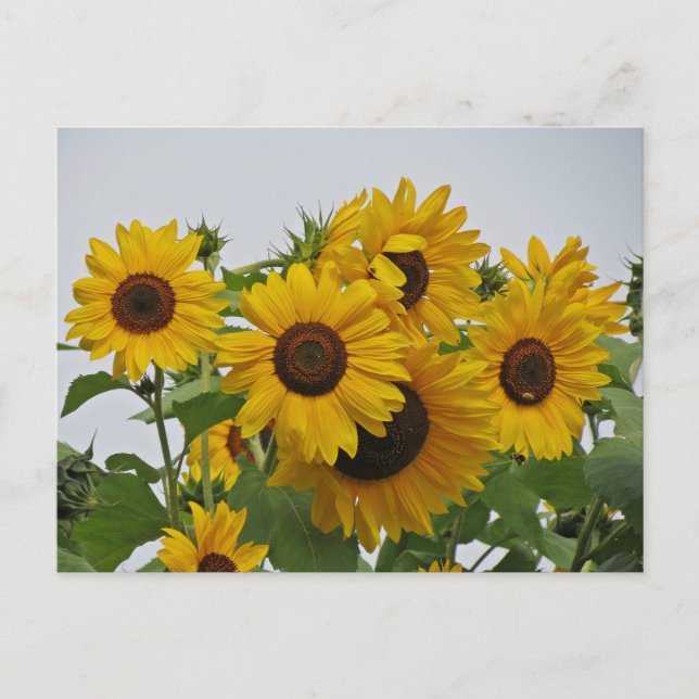 Cartão Postal Cheery Sunflower Group (Frente)