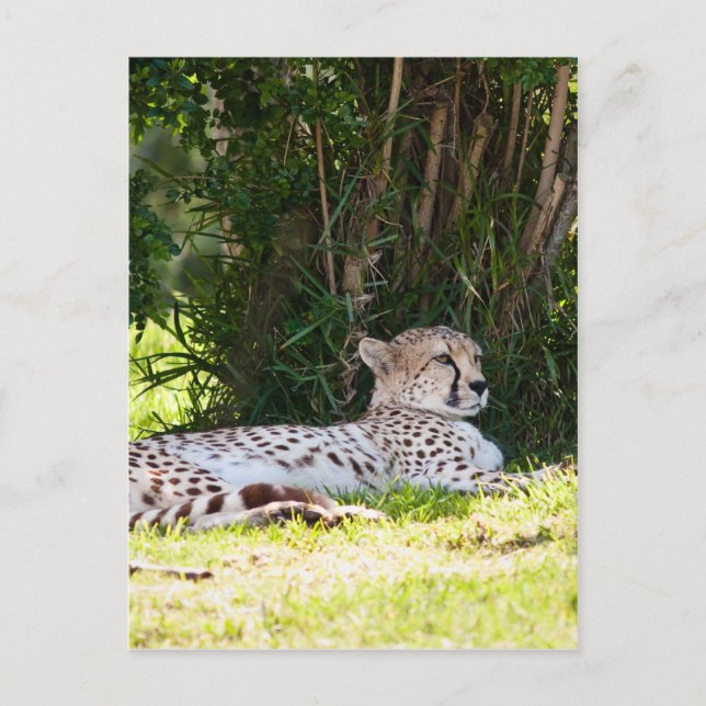 Cartão Postal Cheetah (Frente)