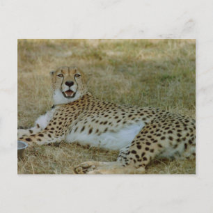 Cartão Postal Cheetah