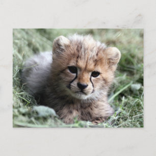 Cartão Postal Cheetah