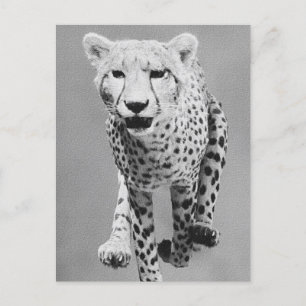 Cartão Postal Cheetah