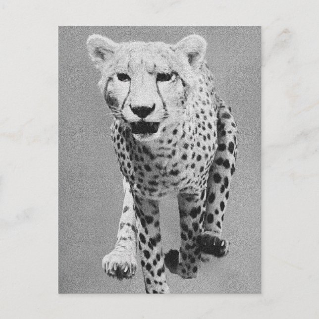 Cartão Postal Cheetah (Frente)