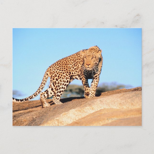 Cartão Postal Cheetah (Frente)