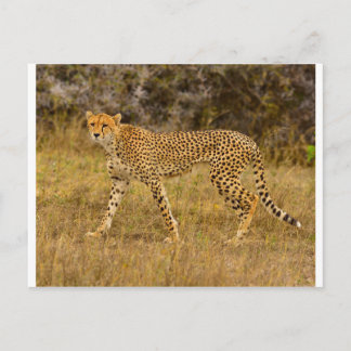 Cartão postal Cheetah