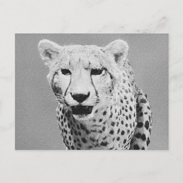 Cartão Postal Cheetah (Frente)
