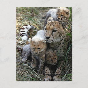 Cartão Postal Cheetah