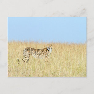 Cartão Postal Cheetah