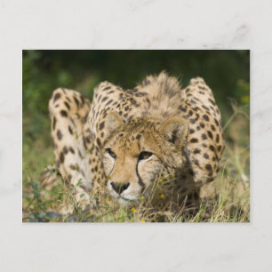 Cartão Postal Cheetah