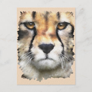 Cartão Postal Cheetah