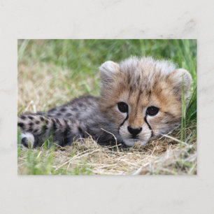 Cartão Postal Cheetah