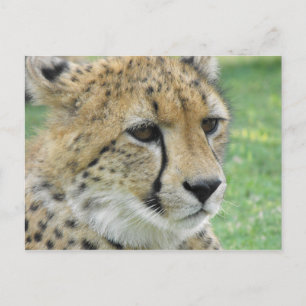 Cartão Postal Cheetah