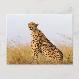 Cartão Postal Cheetah