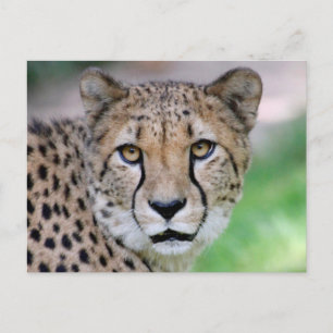Cartão Postal Cheetah 009