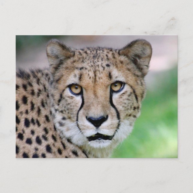 Cartão Postal Cheetah 009 (Frente)