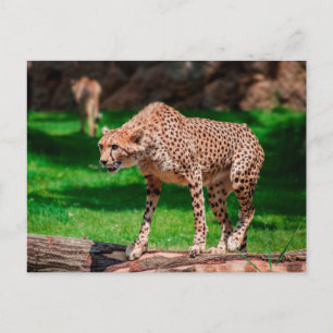 Cartão Postal Cheetah Acinonyx Jubatus