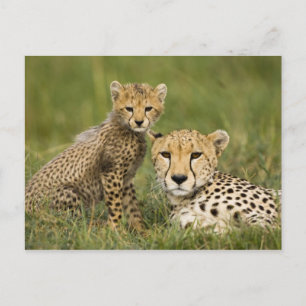 Cartão Postal Cheetah, Acinonyx jubatus, com filhote na