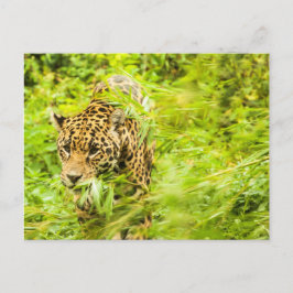 Cartão Postal Cheetah Animal