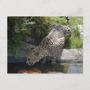 Cartão Postal cheetah-b-1