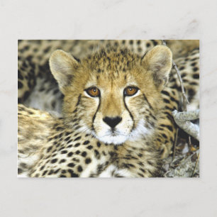 Cartão Postal Cheetah Cub 2